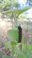 Battus philenor