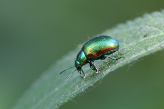 Chrysolina graminis