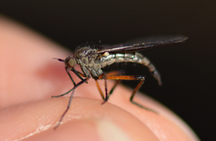 Empis borealis