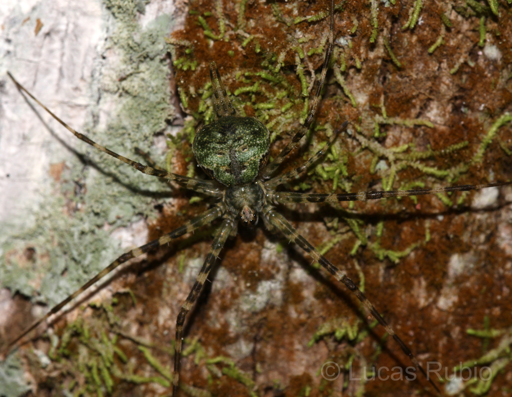 Ypypuera crucifera