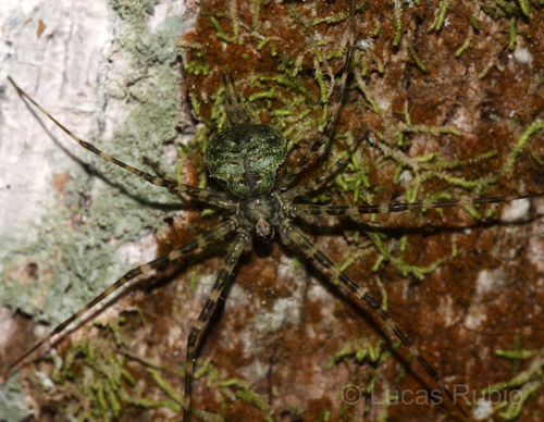 Ypypuera crucifera