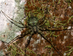 Ypypuera crucifera