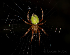 Araneus venatrix