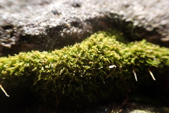 Tortella humilis