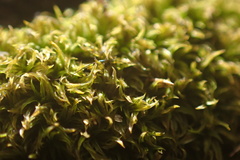 Tortella humilis