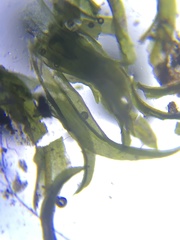 Tortella humilis