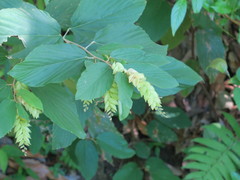 Flemingia strobilifera