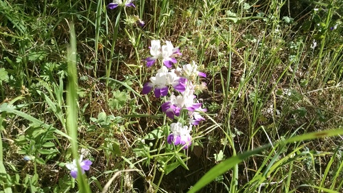 iNaturalist observation photo of Purple Chinese Houses