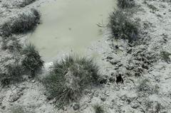 Puccinellia intermedia