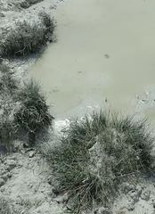 Puccinellia intermedia