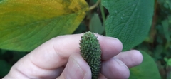 Piper lapathifolium