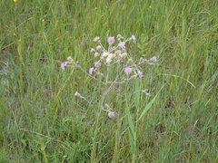 Cirsium brachycephalum