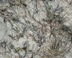 Suaeda pannonica