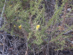 Ulex argenteus subsericeus