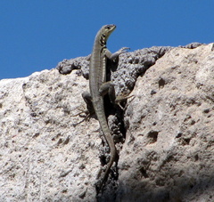 Microlophus peruvianus