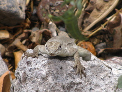 Microlophus peruvianus
