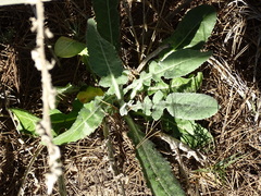 Centaurea seridis maritima