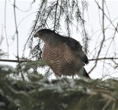 Accipiter cooperii
