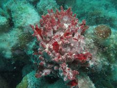 Monanchora arbuscula