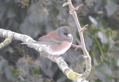 Junco hyemalis oreganus