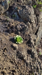 Aeonium × ombriosum