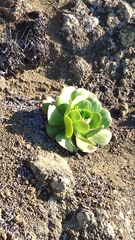 Aeonium × ombriosum