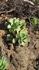 Aeonium × ombriosum