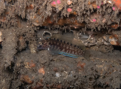 Rathbunella alleni