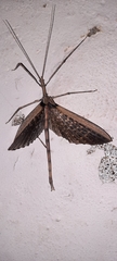 Bactrododema tiaratum