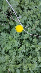Cotula discolor