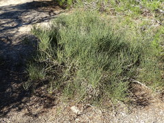 Ephedra fragilis