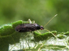 Phylus coryli