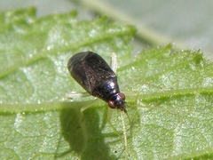 Phylus coryli