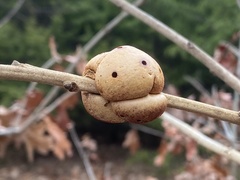 Disholcaspis spongiosa