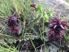 Eucomis vandermerwei