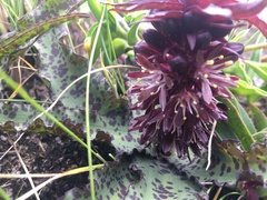 Eucomis vandermerwei
