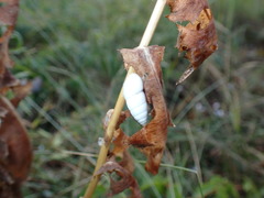 Brephulopsis