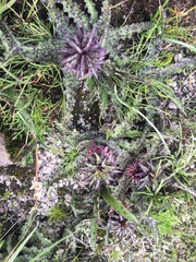 Eucomis vandermerwei