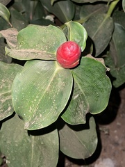 Costus woodsonii image