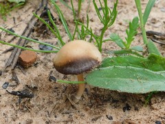 Conocybe siliginea