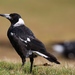 Western Australian Magpie - Photo (c) sunphlo, some rights reserved (CC BY-NC-ND)