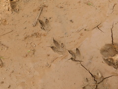 Burhinus oedicnemus
