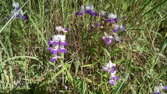 Collinsia