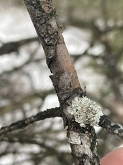 Imshaugia placorodia