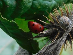 Coccinella septempunctata