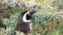 Senecio magellanicus