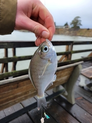 Hyperprosopon argenteum