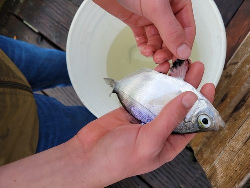 Walleye seaperch (Hyperprosopon argenteum) — Embiotocidae — 2