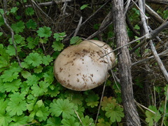 Volvopluteus gloiocephalus