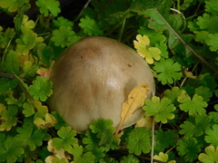 Volvopluteus gloiocephalus